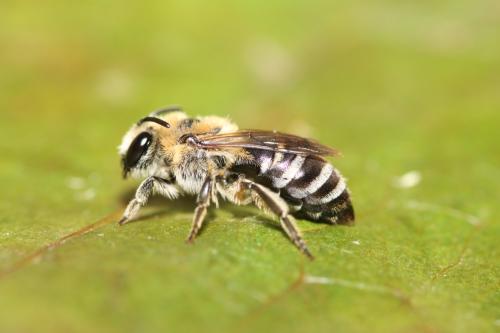 Réf. 297 441 : Colletes similis